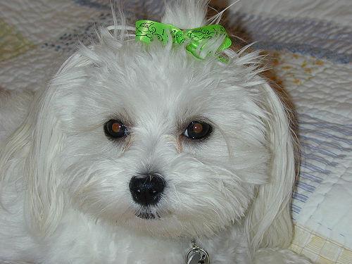 https://images.dog.ceo/breeds/maltese/n02085936_20076.jpg