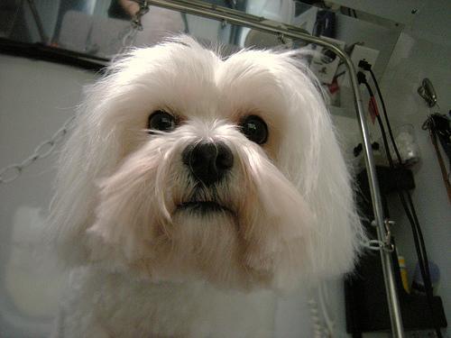 https://images.dog.ceo/breeds/maltese/n02085936_20313.jpg