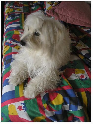 https://images.dog.ceo/breeds/maltese/n02085936_2203.jpg