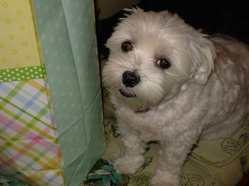 https://images.dog.ceo/breeds/maltese/n02085936_22167.jpg