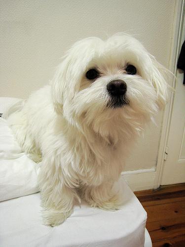 https://images.dog.ceo/breeds/maltese/n02085936_24178.jpg