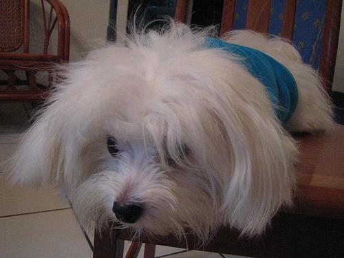 https://images.dog.ceo/breeds/maltese/n02085936_2458.jpg