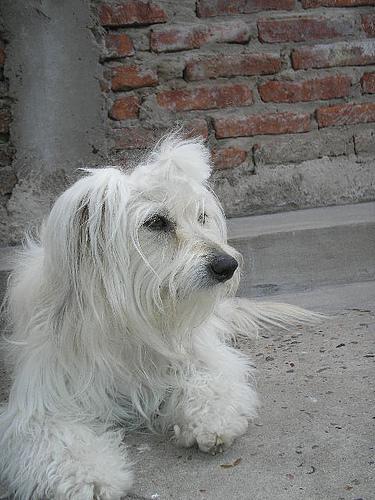 https://images.dog.ceo/breeds/maltese/n02085936_2693.jpg