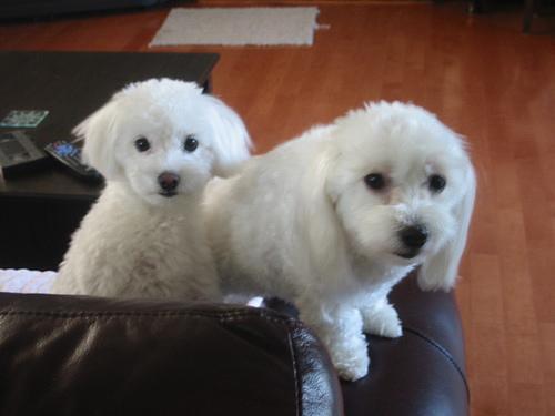 https://images.dog.ceo/breeds/maltese/n02085936_2889.jpg