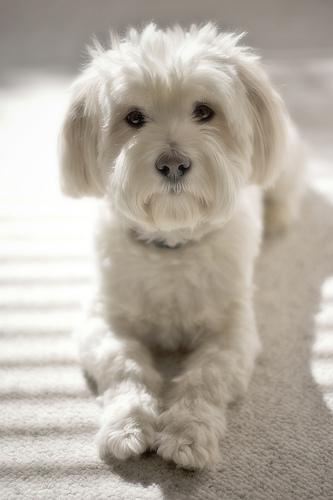 https://images.dog.ceo/breeds/maltese/n02085936_2905.jpg