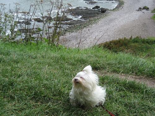 https://images.dog.ceo/breeds/maltese/n02085936_3108.jpg