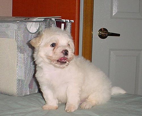 https://images.dog.ceo/breeds/maltese/n02085936_3239.jpg