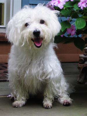 https://images.dog.ceo/breeds/maltese/n02085936_3313.jpg