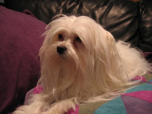 https://images.dog.ceo/breeds/maltese/n02085936_3315.jpg