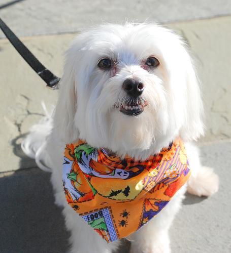 https://images.dog.ceo/breeds/maltese/n02085936_3451.jpg