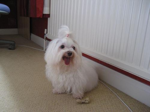 https://images.dog.ceo/breeds/maltese/n02085936_352.jpg