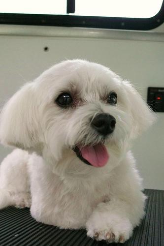 https://images.dog.ceo/breeds/maltese/n02085936_3677.jpg