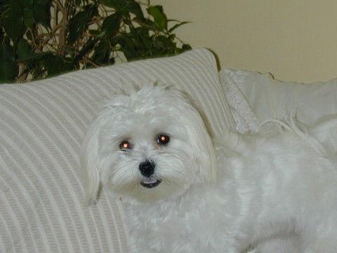 https://images.dog.ceo/breeds/maltese/n02085936_3678.jpg