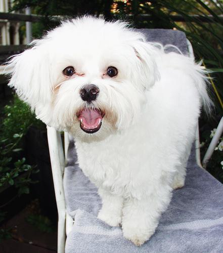 https://images.dog.ceo/breeds/maltese/n02085936_3994.jpg