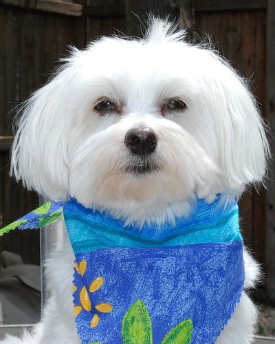 https://images.dog.ceo/breeds/maltese/n02085936_4004.jpg