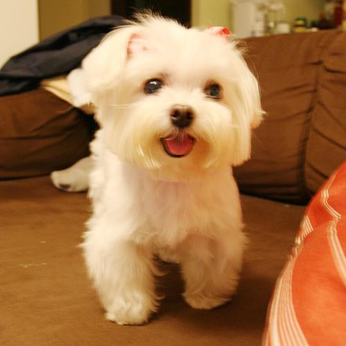 https://images.dog.ceo/breeds/maltese/n02085936_4245.jpg