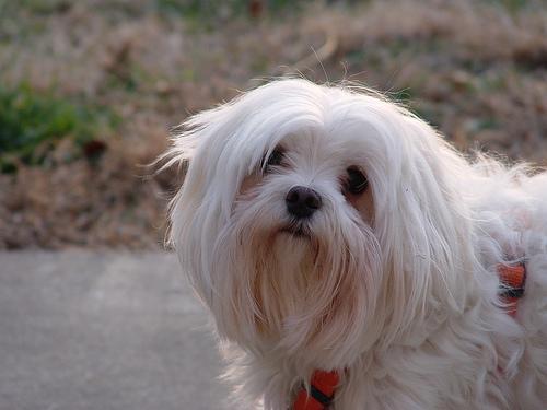 https://images.dog.ceo/breeds/maltese/n02085936_426.jpg