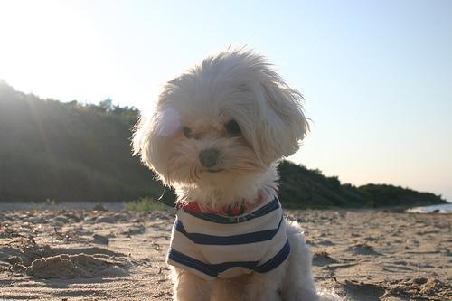 https://images.dog.ceo/breeds/maltese/n02085936_4262.jpg