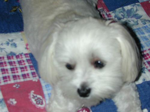 https://images.dog.ceo/breeds/maltese/n02085936_4271.jpg