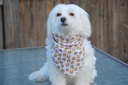 https://images.dog.ceo/breeds/maltese/n02085936_4351.jpg