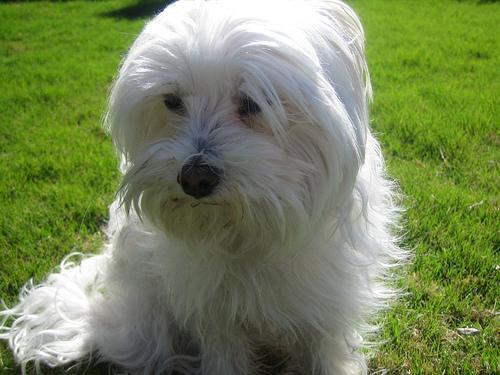 https://images.dog.ceo/breeds/maltese/n02085936_4396.jpg