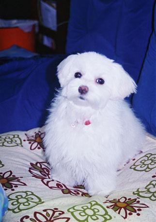 https://images.dog.ceo/breeds/maltese/n02085936_4480.jpg