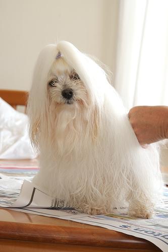 https://images.dog.ceo/breeds/maltese/n02085936_4490.jpg