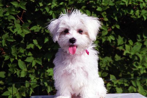 https://images.dog.ceo/breeds/maltese/n02085936_4506.jpg