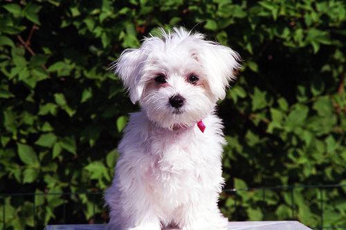 https://images.dog.ceo/breeds/maltese/n02085936_4713.jpg