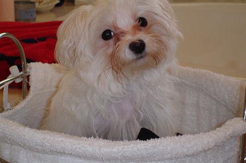 https://images.dog.ceo/breeds/maltese/n02085936_4781.jpg