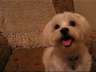 https://images.dog.ceo/breeds/maltese/n02085936_4894.jpg