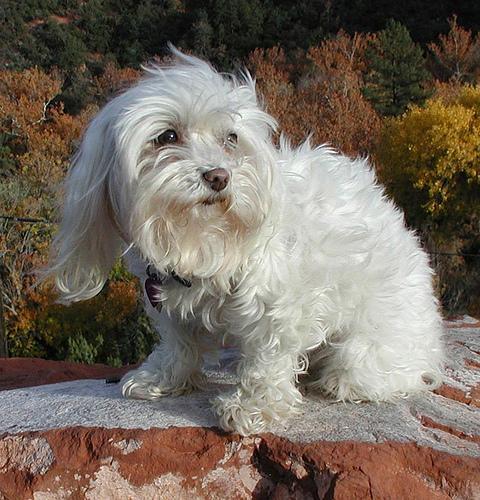 https://images.dog.ceo/breeds/maltese/n02085936_4916.jpg