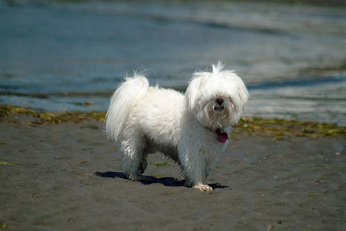 https://images.dog.ceo/breeds/maltese/n02085936_4921.jpg