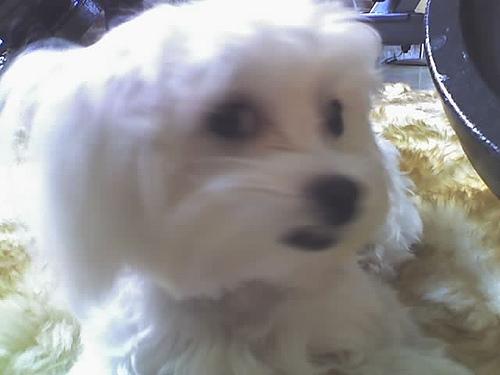 https://images.dog.ceo/breeds/maltese/n02085936_4924.jpg