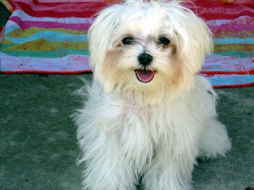 https://images.dog.ceo/breeds/maltese/n02085936_5023.jpg