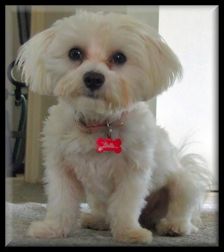 https://images.dog.ceo/breeds/maltese/n02085936_5250.jpg