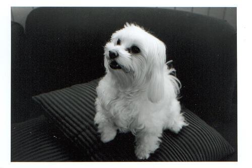 https://images.dog.ceo/breeds/maltese/n02085936_6071.jpg