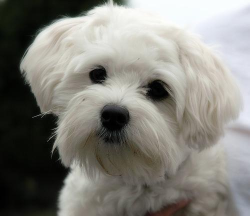 https://images.dog.ceo/breeds/maltese/n02085936_6077.jpg