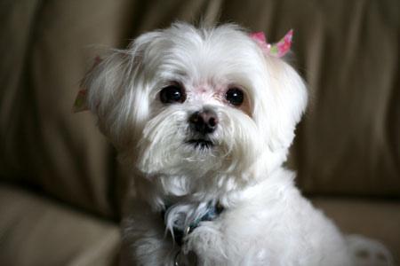 https://images.dog.ceo/breeds/maltese/n02085936_6348.jpg