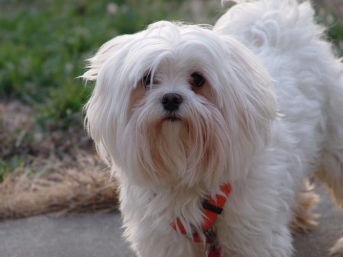 https://images.dog.ceo/breeds/maltese/n02085936_6424.jpg