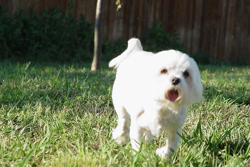 https://images.dog.ceo/breeds/maltese/n02085936_6464.jpg