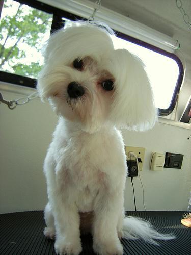 https://images.dog.ceo/breeds/maltese/n02085936_6569.jpg