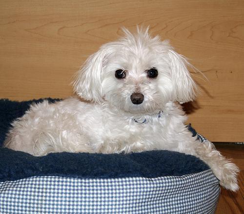 https://images.dog.ceo/breeds/maltese/n02085936_66.jpg