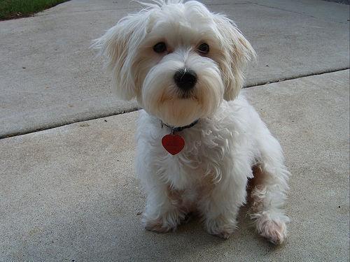 https://images.dog.ceo/breeds/maltese/n02085936_6650.jpg