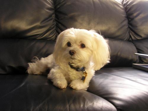 https://images.dog.ceo/breeds/maltese/n02085936_6671.jpg