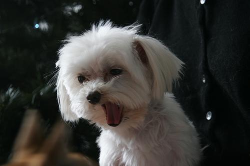 https://images.dog.ceo/breeds/maltese/n02085936_6892.jpg