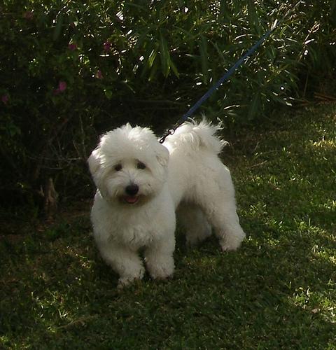 https://images.dog.ceo/breeds/maltese/n02085936_6927.jpg