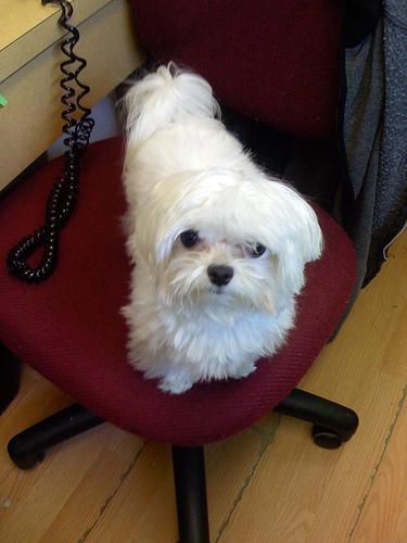 https://images.dog.ceo/breeds/maltese/n02085936_7198.jpg