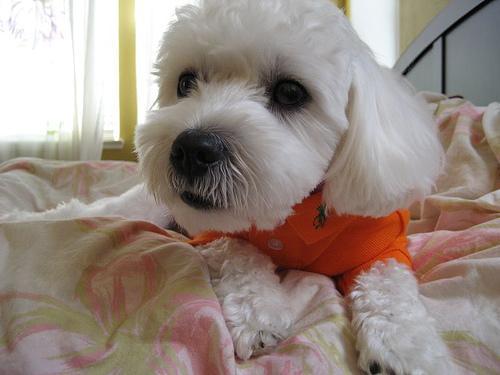 https://images.dog.ceo/breeds/maltese/n02085936_7364.jpg