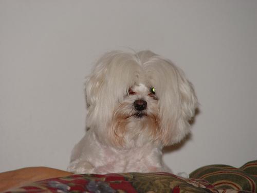 https://images.dog.ceo/breeds/maltese/n02085936_7394.jpg